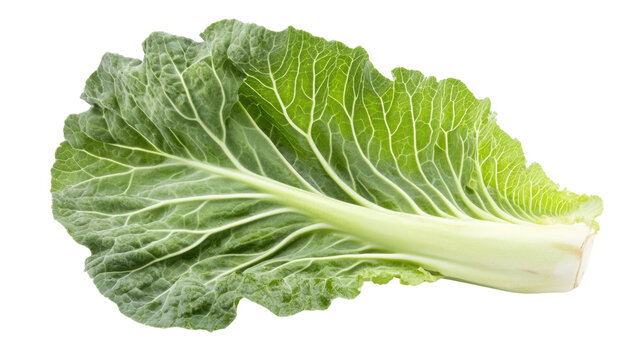 Fresh green cabbage leaf on a white isolate background.
