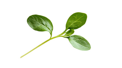 Fresh green spinach leaves on a white background, perfect for culinary and health-related imagery.