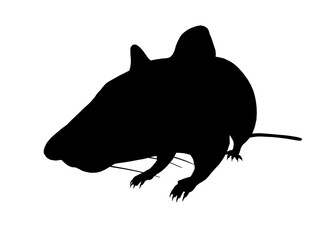 A black and white drawing of a rat silhouette. The rat is laying down on a white background. The drawing is simple and minimalistic, with only the outline of the rat visible