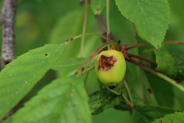 Close-up of green unripe cherry fruits damaged by hailstorm in the orchard. Prunus avium tree 