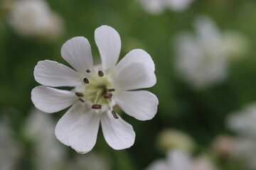 lepnica zwarta Druett's Variegated Silene uniflora