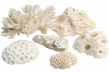 Corals two pieces of dried isolated on transparent background
