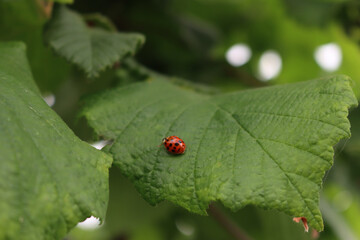 Ladybug on green  leaves on Hazel tree. Coccinella punctata 