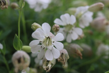 lepnica zwarta Druett's Variegated Silene uniflora