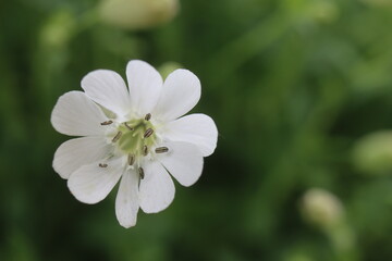 lepnica zwarta Druett's Variegated Silene uniflora