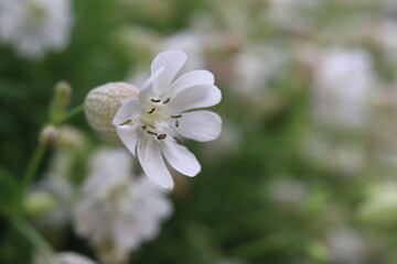 Fototapeta premium lepnica zwarta Druett's Variegated Silene uniflora