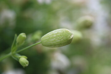 lepnica zwarta Druett's Variegated Silene uniflora