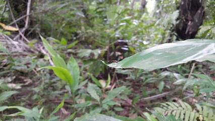Syrphoctonus, Ichneumonid wasps, Syrphoctonus tarsatorius, Diplazon. Shot in forest.