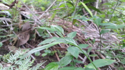 Syrphoctonus, Ichneumonid wasps, Syrphoctonus tarsatorius, Diplazon. Shot in forest.