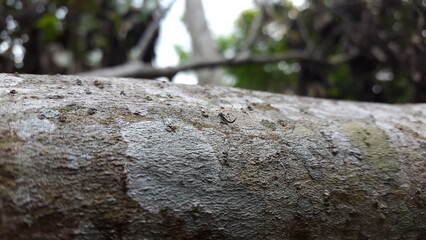 Phlaeothripidae is a family of thrips with hundreds of genera. They are the only extant family of...