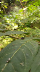 Blue jumping spider perched on a green leaf. Elegant Golden Jumper, Chrysilla volupe, jumping spider, Genus Sidusa.