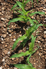 Top view of green corn plants covered by raindrops in rows in the field. Agricultural field on early summer