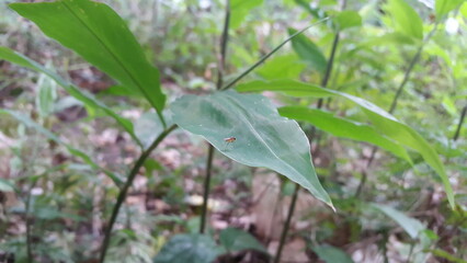 Neurigona disjuncta, Neurigona Rondani, Chrysopilus quadratus, Drosophila. Fruit Fly Diptera Parasite Insect. Shot in the mountain.