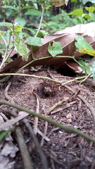Dead Insects With Ants. Shot in tropical rainforest. Neotibicen tibicen, megatibicen auletes, dog day cicadas, cicadas, cicadae, giant cicada ,Insect T auletes