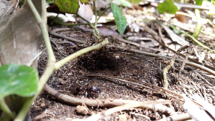 Dead Insects With Ants. Shot in jungle. Neotibicen tibicen, megatibicen auletes, dog day cicadas, cicadas, cicadae, giant cicada ,Insect T auletes