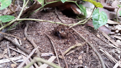 Cicadae died in a crowd of ants. Shot in forest. neotibicen tibicen, megatibicen auletes, dog day cicadas, cicadas, cicadae, giant cicada ,Insect T auletes