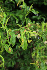 Disease on Peach leaves on branches with unripe green fruits on springtime. Taphrina deformans fungus on peach tree