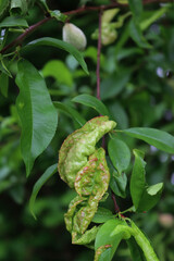 Disease on Peach leaves on branches with unripe green fruits on springtime. Taphrina deformans fungus on peach tree