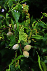Disease on Peach leaves on branches with unripe green fruits on springtime. Taphrina deformans...