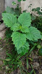 Close up nilam plant or Pogostemon cablin, medicinal plant used for aromatherapy or assential oil