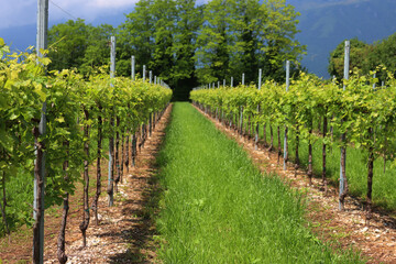 Naklejka premium Pinot Gris vineyard on perspective on a sunny day on early summer