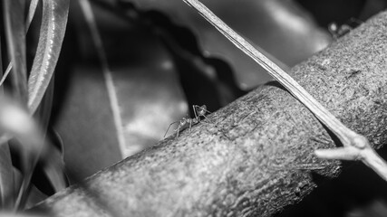 A black and white photograph of weaver ant crawling on a wood. Taken from Las Pinas, NCR, Philippines.