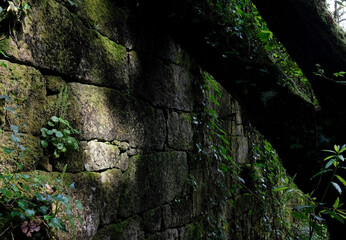 Mossy wall of an abandoned building in a forest with a tree leaning against it