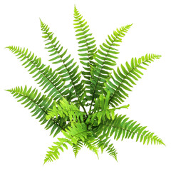 Boston Fern Nephrolepis Exaltata isolated on transparent background. png