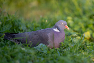 Pigeon on the grass. A gray pigeon or cuckoo with a red beak sits in the grass and poses for the photographer.
