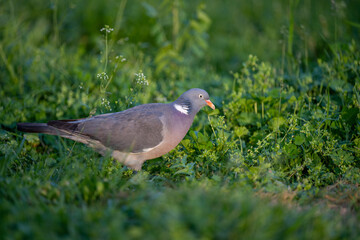 Pigeon on the grass. A gray pigeon or cuckoo with a red beak sits in the grass and poses for the photographer.
