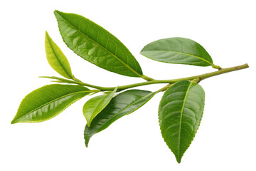 Tea leaves nature isolated on transparent background
