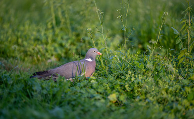 Pigeon on the grass. A gray pigeon or cuckoo with a red beak sits in the grass and poses for the photographer.
