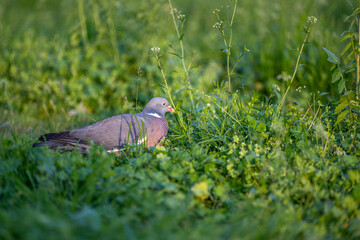 Pigeon on the grass. A gray pigeon or cuckoo with a red beak sits in the grass and poses for the photographer.

