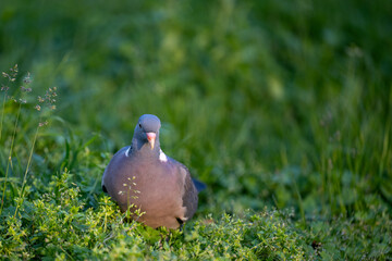 Pigeon on the grass. A gray pigeon or cuckoo with a red beak sits in the grass and poses for the...