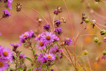 Blooming autumn flowers in the bosom of nature.