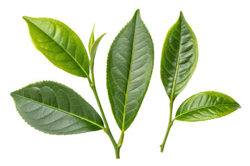 Tea leaves nature isolated on transparent background
