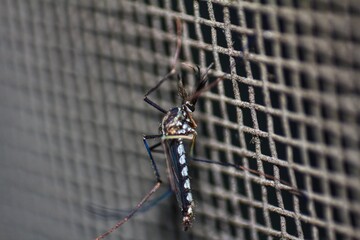 Detailed view of a mosquito perched on a mesh surface, highlighting its intricate features.
