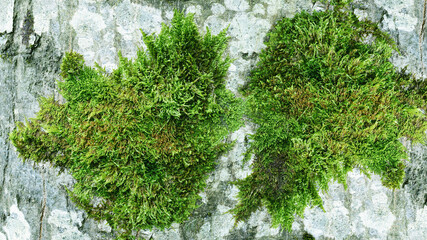 Texture of beautiful green moss on the bark.