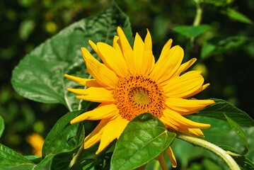 Sunflower flower blooming on a sunny summer day.