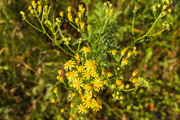 Wild yellow flowers bloom on a summer day.