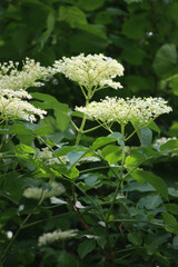 Close-up of Elderberry white flowers on branches. Sambucus tree in bloom on springtime