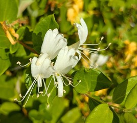 Vista de cerca de flores de Lonicera japonica con fondo de follaje 