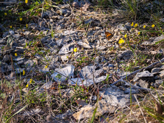 hidden wall brown butterfly in blooming occitanie grassland