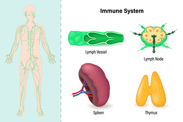 Human lymphatic system. Lymphatic vessel, lymph nodes, spleen and thymus. Immune system.
