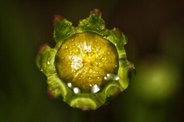 Detailed macro photography of a fresh green flower bud covered in glistening morning dew drops,...