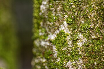 Obraz premium green moss and patches of light-colored lichen.