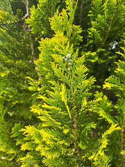 Fototapeta premium Close-up of lush, bright green conifer branches showcasing their fine needle structure and healthy growth in a dense natural setting