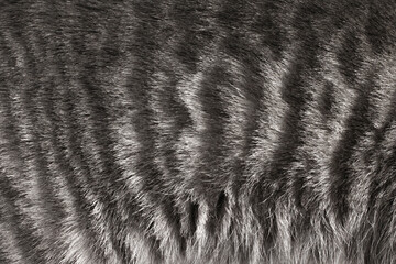 gray fur background close up