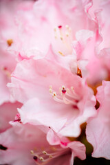 Rosa Blüte Nahaufnahme 