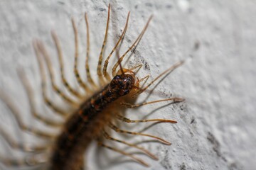 Close-up of a House Centipede (Scutigera coleoptrata). Fast-moving insect.